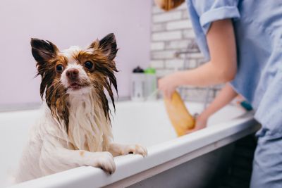 Pet Grooming and Pet Sitting Insurance in Laramie, WY by Insurance Unlimited