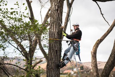 Tree Trimming Insurance in Laramie, WY by Insurance Unlimited